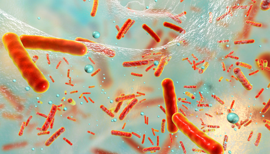 Bursa Uludağ Üniversitesi literatüre yeni bir bakteri türü kazandırdı