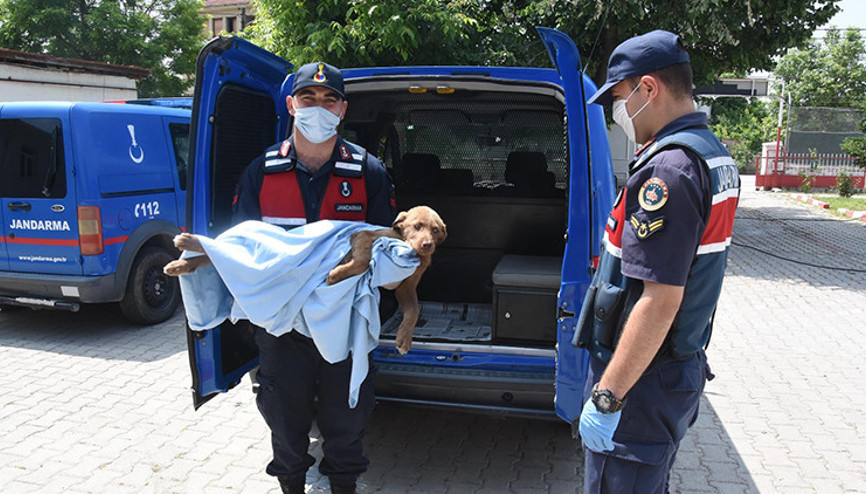 Jandarma zehirlenen yavru köpeği tedavi ettirip, sahip çıktı