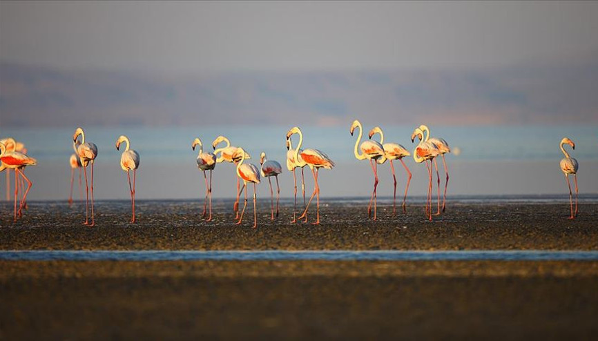 Fransada 30 yıl önce halkalanan flamingonun son durağı Türkiye oldu