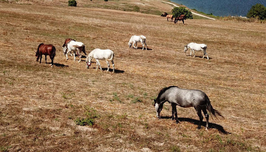 İşte Adalardaki o atlar