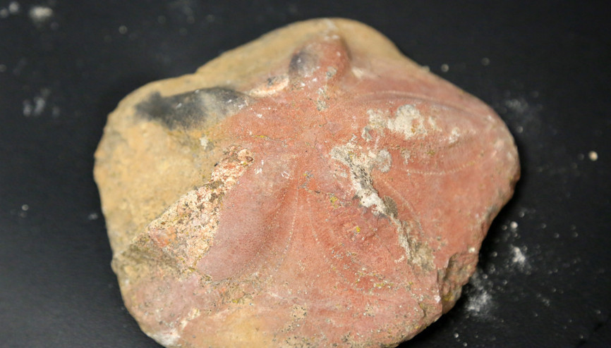 Orta Toroslarda 23 milyon yıllık deniz canlılarına ait fosiller bulundu Orta Toroslarda 23 milyon yıllık deniz canlılarına ait fosiller bulundu