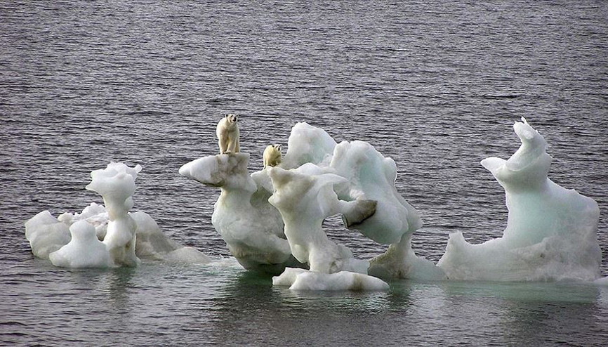 Kutup ayılarının nesli bu yüzyıl içinde tükenebilir