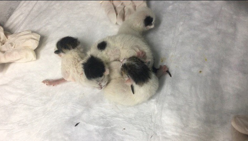 Yapışık dördüz kediler, operasyonla birbirinden ayrıldı