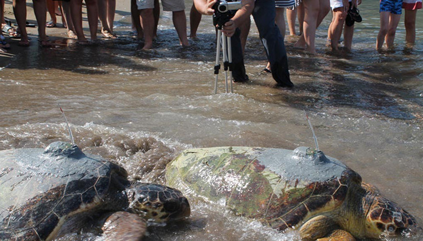 Caretta caretta Tuba, sırtındaki uydu takip cihazı ile 6 bin km yol yaptı