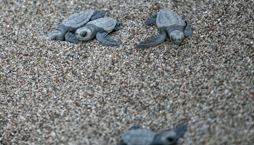 Caretta caretta yavruları denizle buluştu