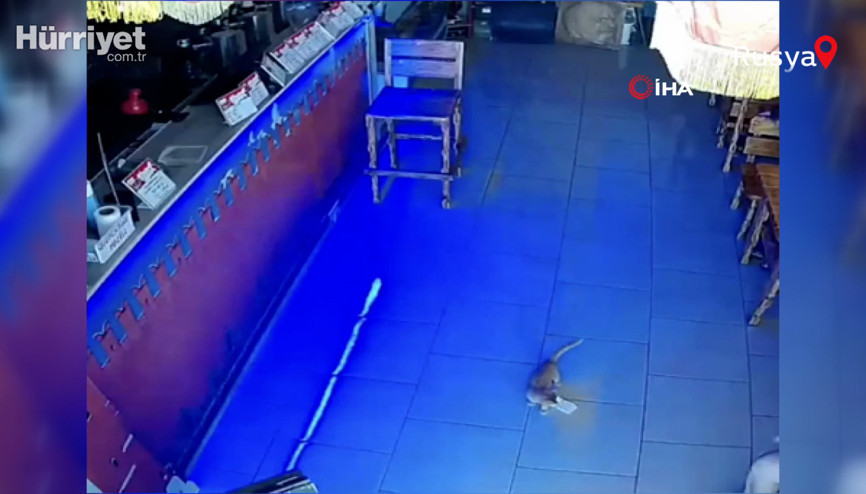 Rusyada kasadan para çalan kedi suçüstü yakalandı