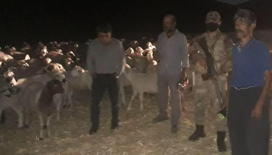 Elazığda kaybolan 300 küçükbaşı jandarma buldu