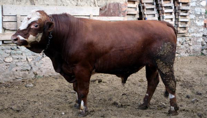 Bir ton 100 kiloluk kurbanlık boğa ‘Katlı‘, alıcı bekliyor