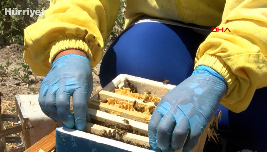 Ürettiği kraliçe arıların tanesini 100 liradan satıyor