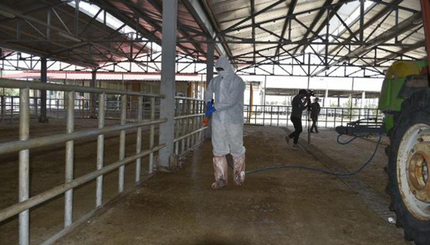 Gümüşhane’de Kurban Bayramı öncesi ‘kene’ ve ‘koronavirüs’ tedbirleri arttı