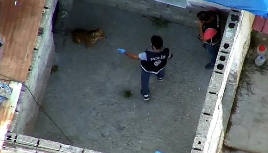 Suç örgütü operasyonunda polise köpek saldırdı Suç örgütü operasyonunda polise köpek saldırdı