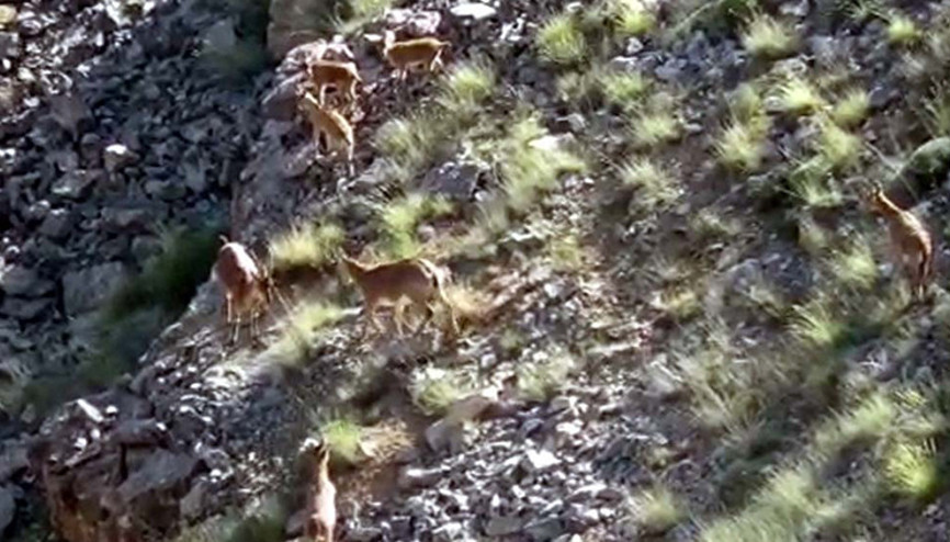 Kayseride yaban keçileri, yavruları ile görüntülendi