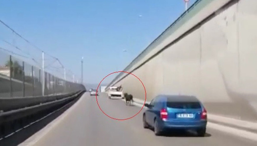 Kaçan boğa, trafikte sürücülere zor anlar yaşattı