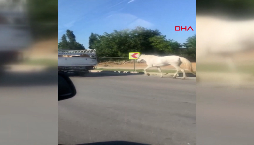 Kamyonetin arkasına bağlanan at, kilometrelerce koştu