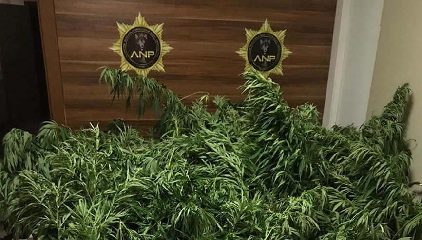Amasyada 558 kök Hint keneviri ele geçirildi