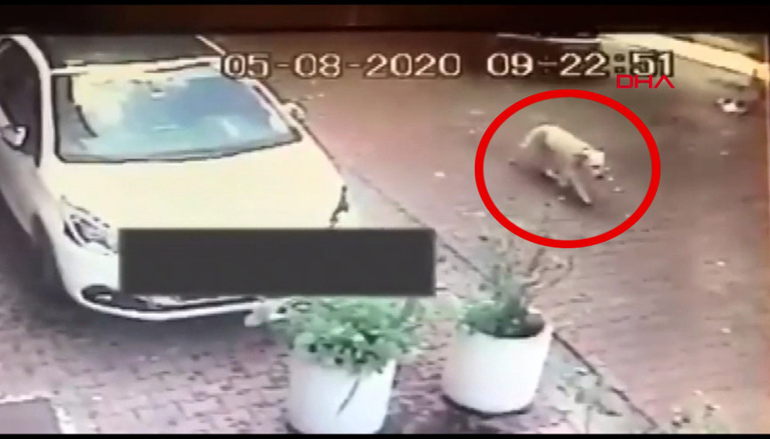 Beşiktaşta tepki çeken görüntü; köpeği ezdi, kaçtı