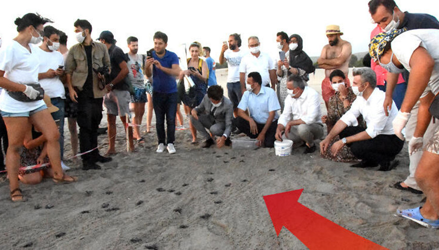 Patara Plajında 5 binden fazla yavru kaplumbağa denizle buluştu