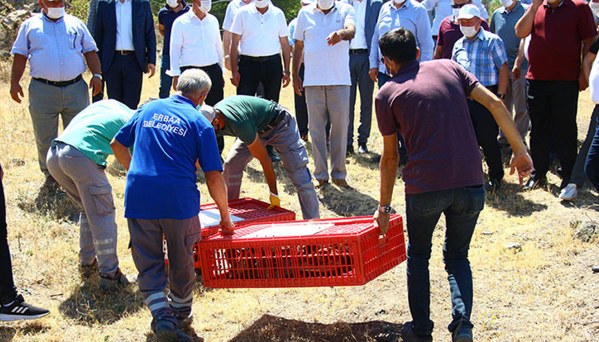 Kene ile mücadele için doğaya salındılar