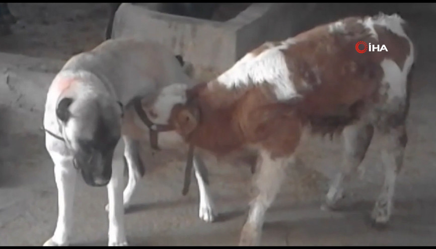 Danayı emziren kangal köpeği görenleri şaşırtıyor