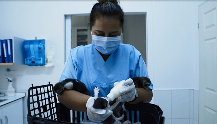 Anneleri ölen beş yavru kediye ekiplerden yardım eli