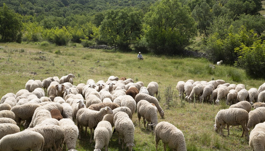 Tescilli Balıkesir kuzu etine, güvenli gıda takip sistemi geliyor