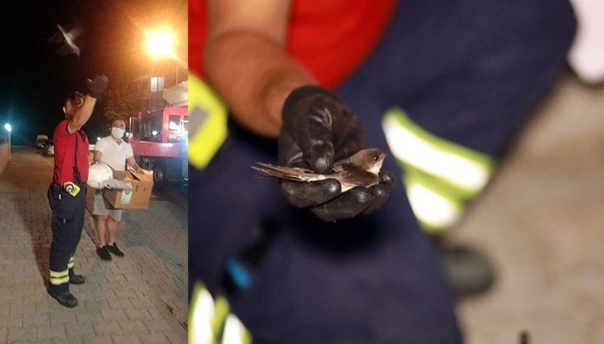 Apartman boşluğuna düşen yavru kırlangıçlar kurtarıldı