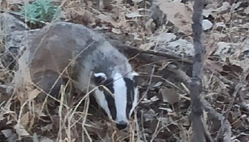 Batmanda nesli tükenmekte olan porsuk görüntülendi