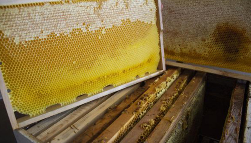 Silivri Belediyesi 450 kilo doğal bal üretti