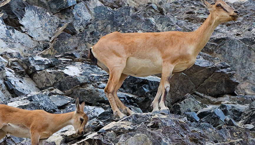 Zor olanı başardı...Dağ keçilerini görüntüleyebilmek için tırmandı