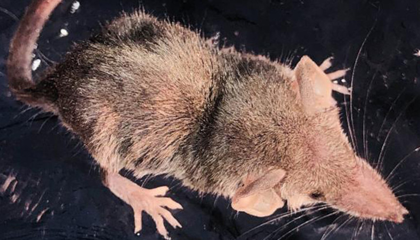 Sivri burun isimli böcekçil Şanlıurfa’da görüntülendi