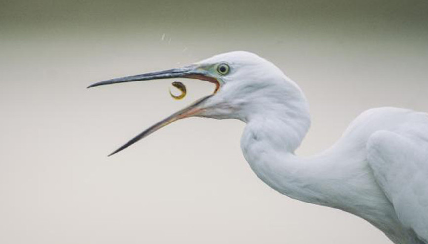 Ak balıkçıl, yavru balıkla beslenirken görüntülendi