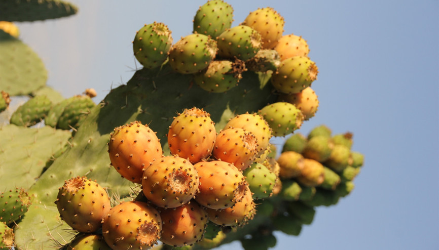 Mersinin ilgi çeken lezzeti dikenli incir tatlılarda da kullanılacak
