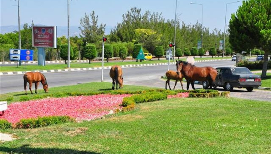 Şehir merkezine akın ettiler Görenler şaşkına döndü