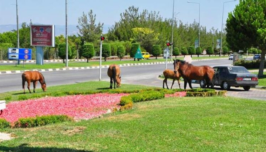 Yılkı atları şehre indi, sürücüler şaşkına döndü