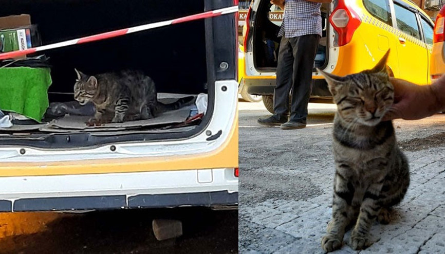 Annesi ölen kedi taksi durağının maskotu oldu
