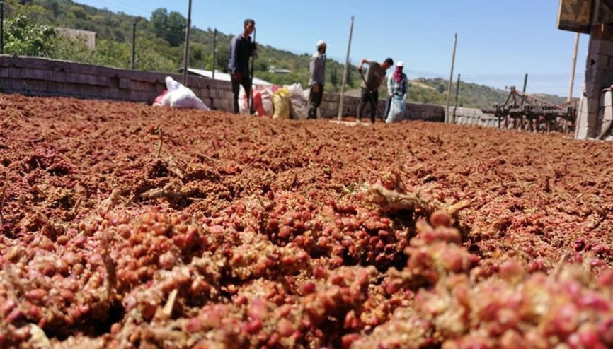 Kahramanmaraşın coğrafi işaretli sumak ekşisinde hasat zamanı