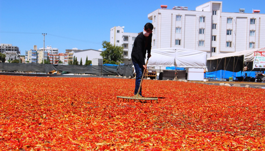 Mutfakların sevilen acısı isotun tarladan sofraya yolculuğu