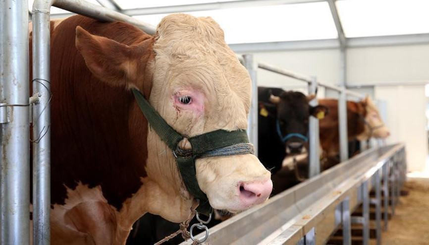 Şarbon nedir ve hayvanlardan insanlara bulaşır mı Şarbon nedir ve hayvanlardan insanlara bulaşır mı