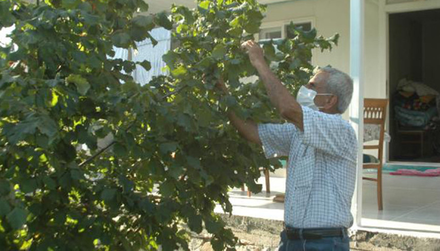 Emekli öğretmen, Kahramanmaraşta fındık yetiştirdi