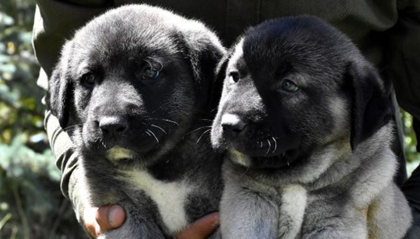 Yetiştirilen Kangal köpeklerinin soyları, çıkarılacak kimlikle takip edilecek