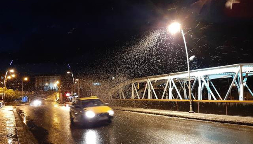 Kelebeklerin ölüm uçuşu görsel şölene dönüştü