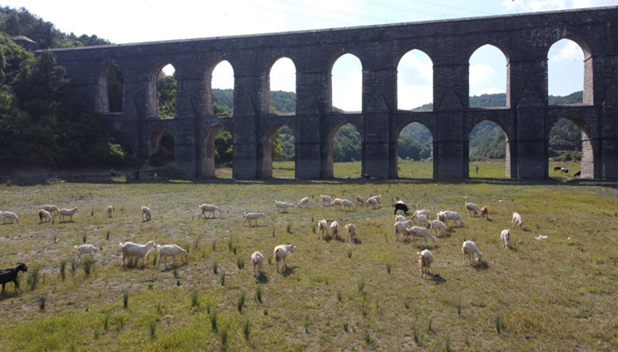 İstanbulda korkutan görüntü Alibeyköy Barajında hayvanlar otluyor... İstanbulda korkutan görüntü Alibeyköy Barajında hayvanlar otluyor...