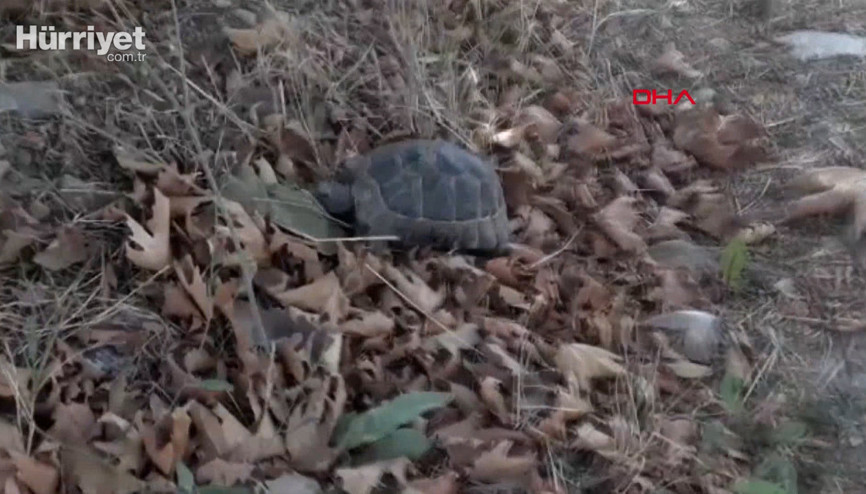 Yolda ters duran kaplumbağayı zabıta kurtardı