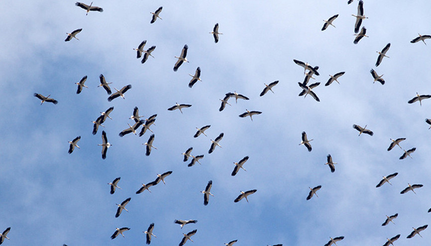 1 milyon leylek, sonbahar göçü için havada