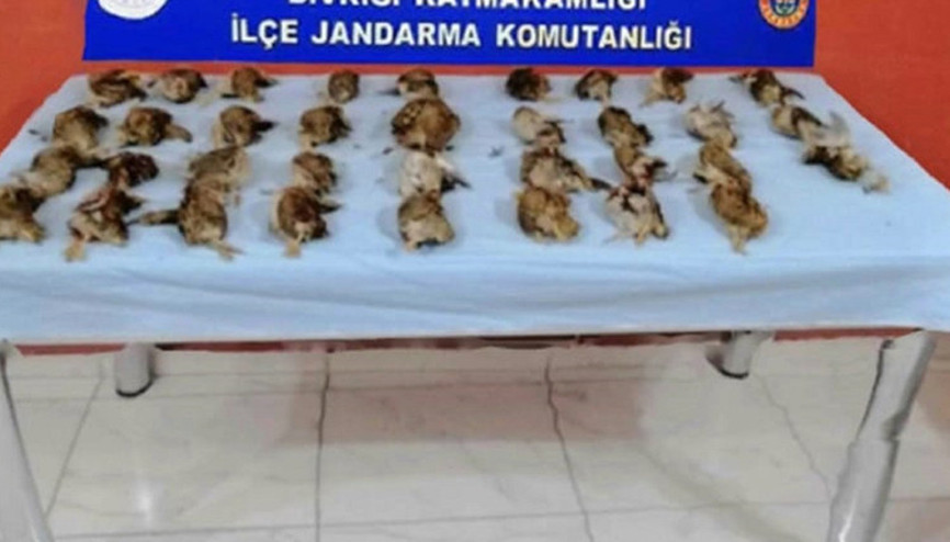 Sivasta kaçak bıldırcın avına 23 bin 757 lira ceza