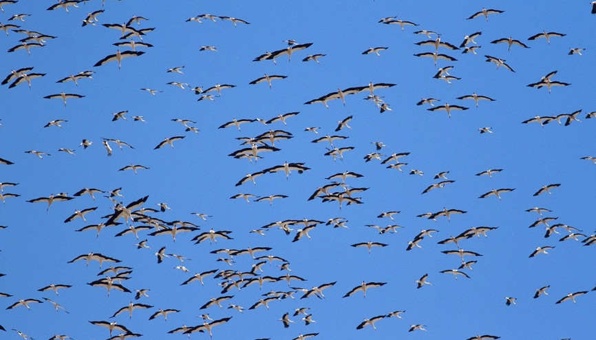 1 milyon leylek, sonbahar göçü için havada