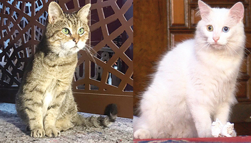 Gliye arkadaş geldi