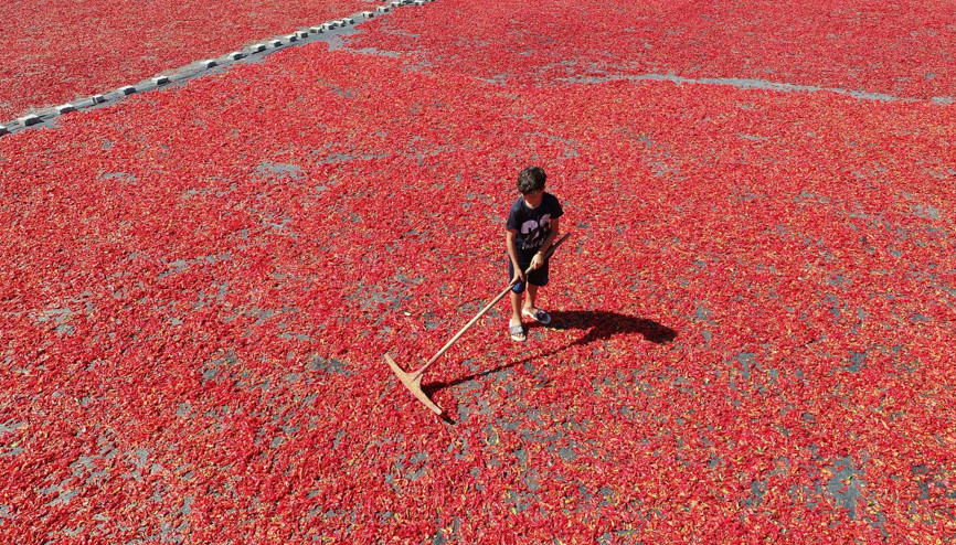 Şanlıurfada isot mesaisi başladı ama koronavirüs nedeniyle beklenti düşük