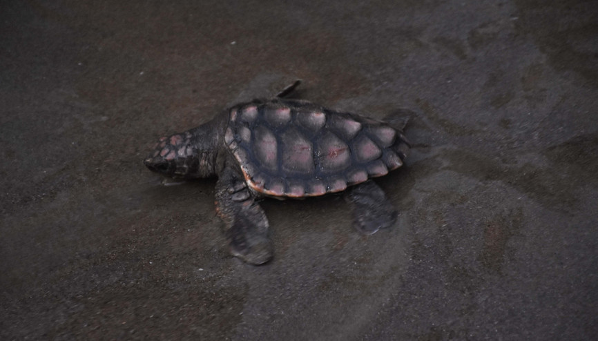 İztuzu Plajı caretta caretta yuvası ve yavru çıkışında rekor kırdı