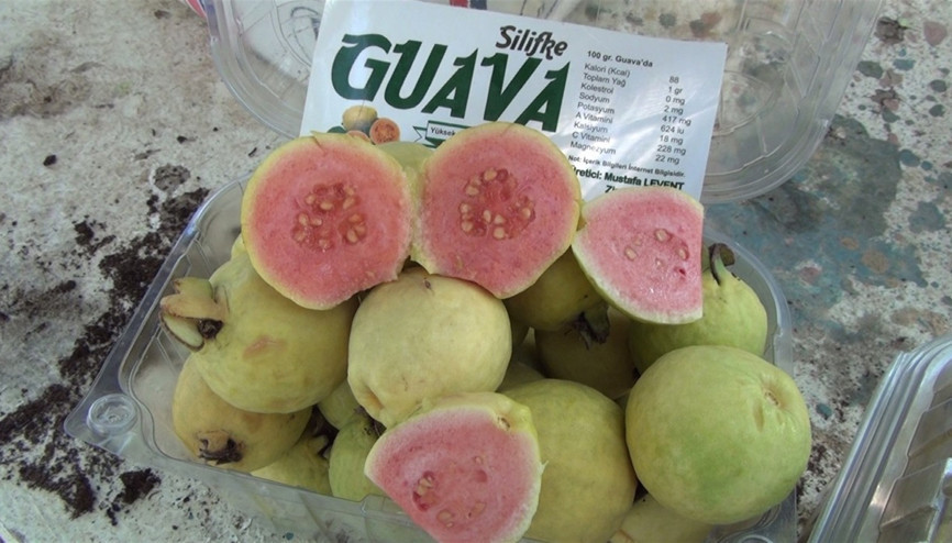 Meyvelerin kral ve kraliçesi guava artık Silifkede de üretiliyor